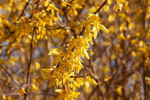 istock Warm Yellow Forsythia Flowers on Solid Yellow Background Spring Floral Pattern 2218769332