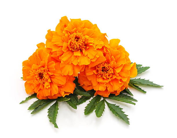 istock Bouquet of marigolds. 2218769947