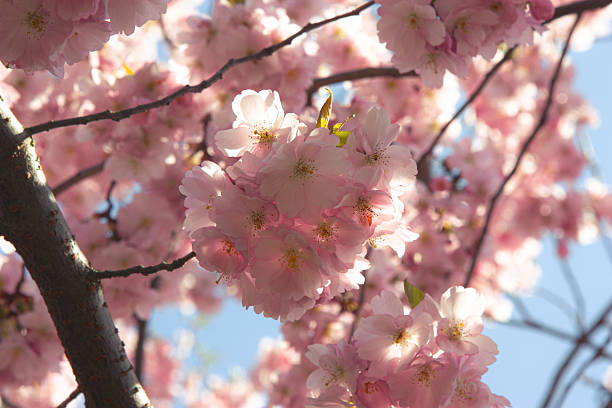 istock Delicate sakura blossoms, sun-illuminated petals, creating a soft atmosphere of a sunny spring day, Beautiful Sakura flowers during spring season in the park, pattern texture, Nature floral background 2218771295