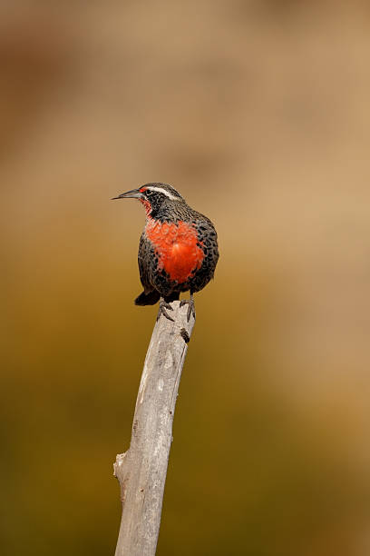 istock Long-tailed meadowlark, Bright red-breasted bird perched on branch 2218771482