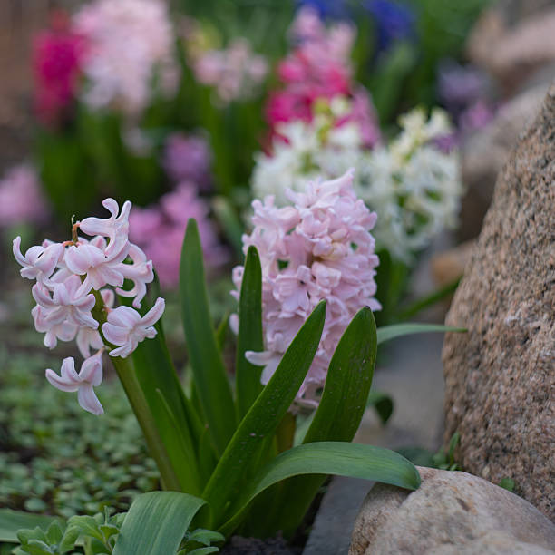 spring primroses in a flower bed with natural stones, hyacinths