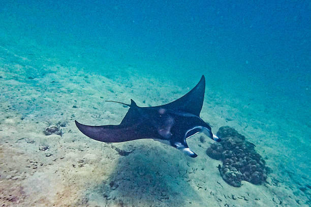 Manta ray in the sea in Maldives.
