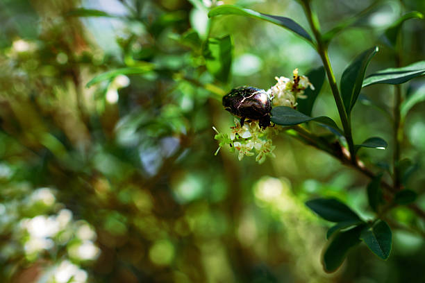 Macro shot of green June beetle on white flowers in forest feeding itself with the petals on bokeh background, copy space for text - backgrounds, animal