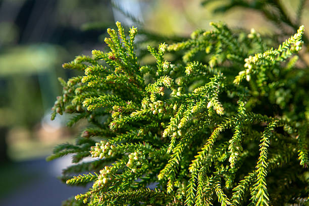 istock Stiff, pointed leaves arranged in a spiral protect the araucaria's branches. Its fruit, the pinecone, is large and round, containing edible seeds known as pine nuts.Iconic tree from southern Brazil. 2218777235