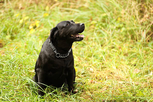 istock Adorable Labrador Retriever dog sitting on green grass outdoors. Space for text 2218778006