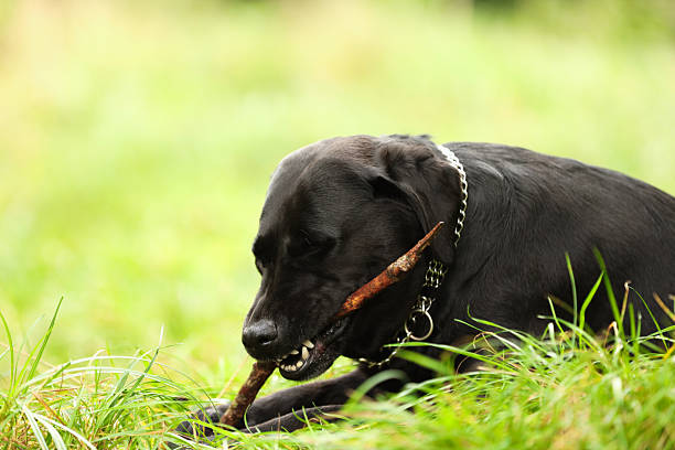 Adorable Labrador Retriever dog playing with stick on green grass. Space for text