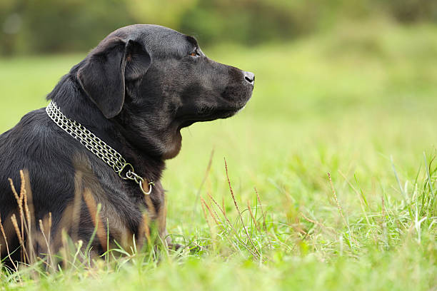 istock Adorable Labrador Retriever dog on green grass. Space for text 2218778661