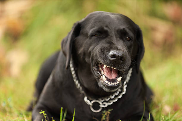 Labrador Retriever dog lying on green grass