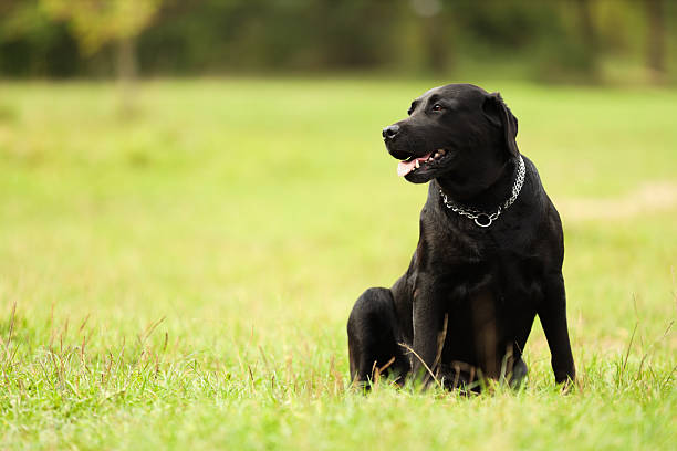istock Adorable Labrador Retriever dog sitting on green grass. Space for text 2218778731