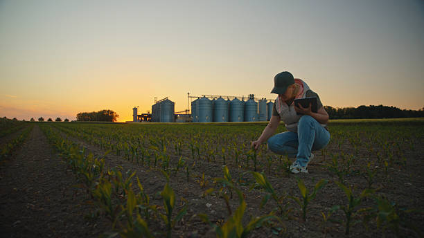 istock Female Farmer with Digital Tablet Inspecting Young Corn Crop on Springtime Farm at Dusk 2218780136