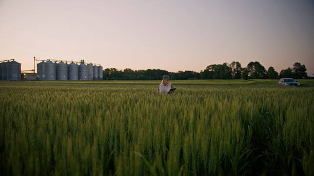 istock Female Farmer using Digital Tablet in Green Wheat Crop on Farm at Dusk 2218780800