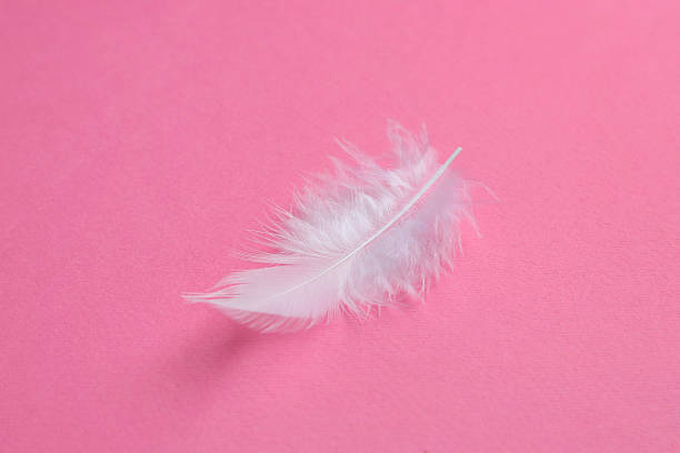 istock One beautiful fluffy feather on pink background, closeup 2218781035