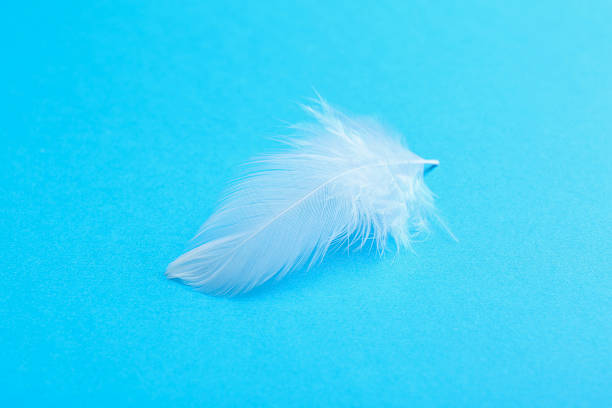 istock Beautiful fluffy feather on light blue background, closeup 2218781036