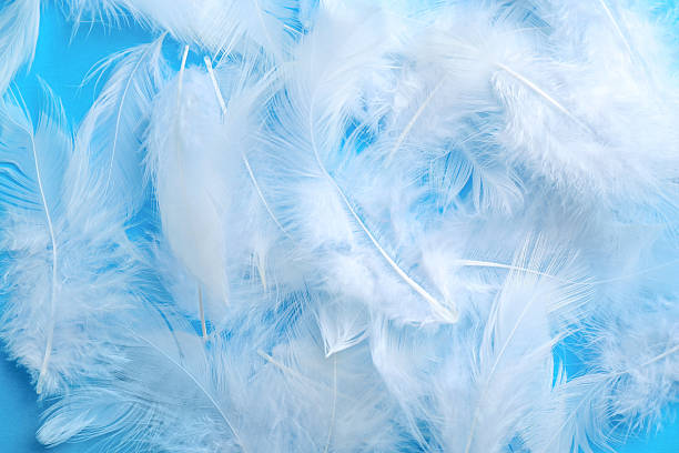 istock Beautiful fluffy feathers on light blue background, top view 2218781049