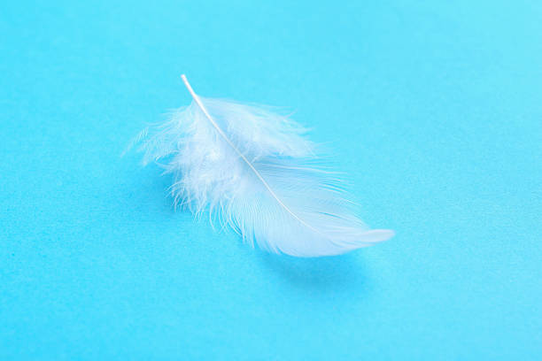White feather isolated on a black background.