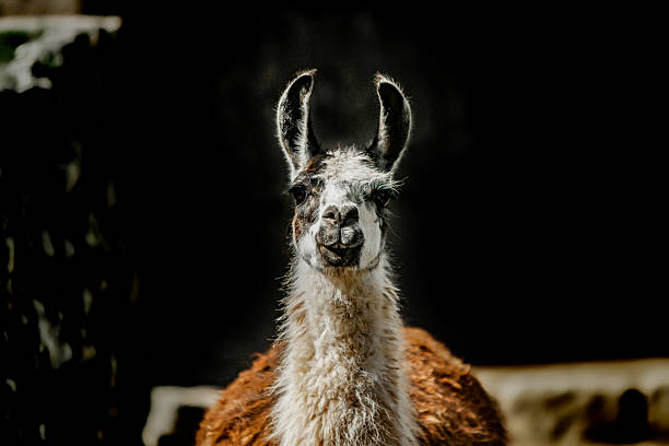 Llama, NOT an alpaca, appearing to look directly at the camera and actually smiling, proudly showing its pearly white teeth.  Tough photo was taken at Machu Picchu archeological site in Peru this is a very generic image of an adult llama.