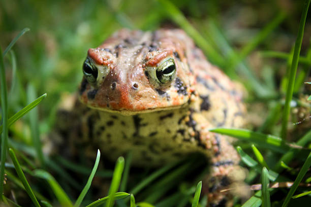istock macro close-up of an American toad in the grass 2218783997