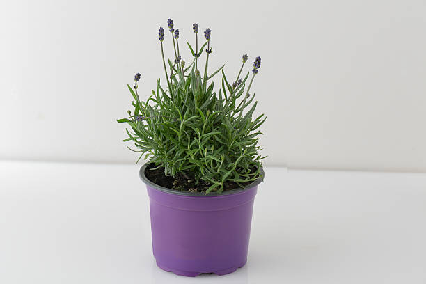 istock Lavender plants in pots isolated nature background with clipping path 2218784743