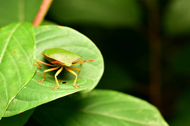 The green tree shield bug from the family of true shield bugs, Palomena prasina sits on a plant leaf.