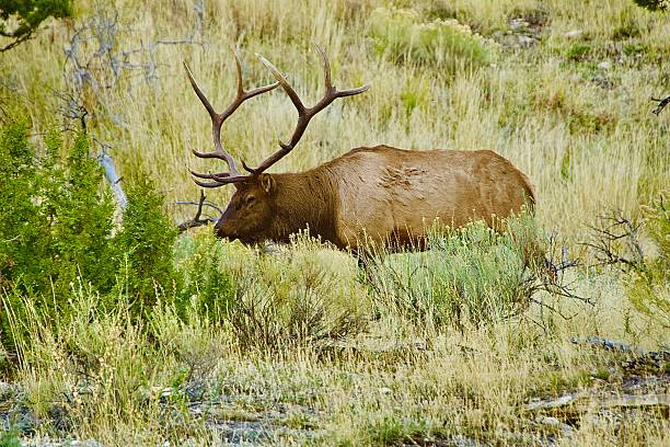 Female Elk in Yellowstone National Park during autumn in Wyoming, USA