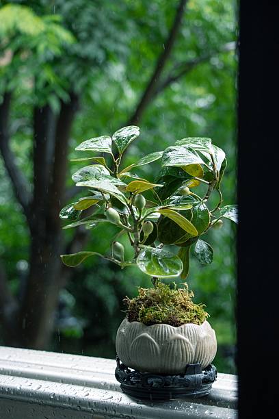 istock Potted plant on a rainy day windowsill. 2218786430