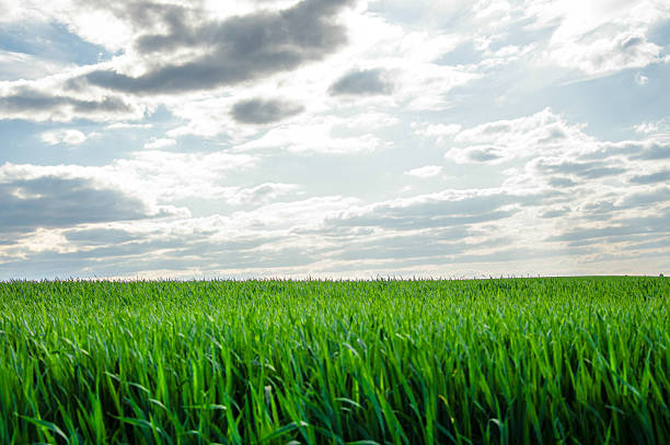 istock Lush young wheat plants stretch across a vibrant green field beneath a dynamic sky filled with fluffy clouds, capturing the essence of spring 2218786906