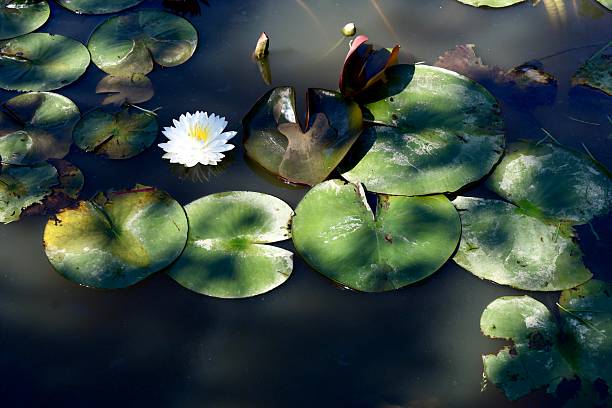 istock Waterlilies in the pond with a white flower 2218786987