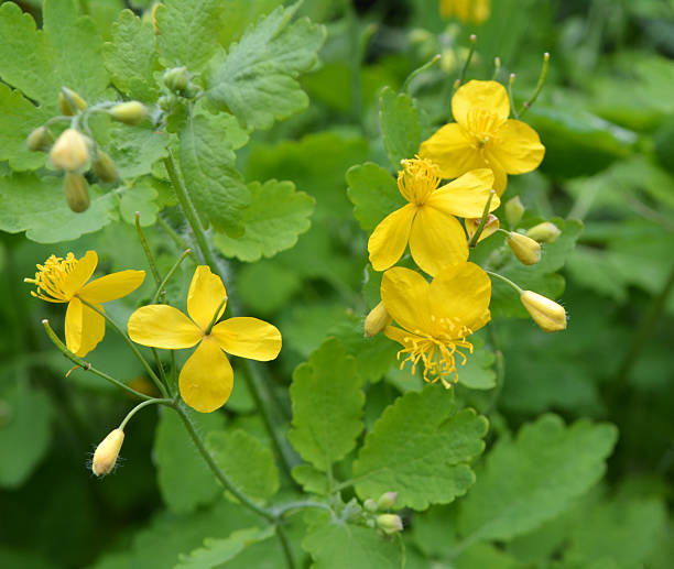 istock Flowering Chelidonium majus 2218787239