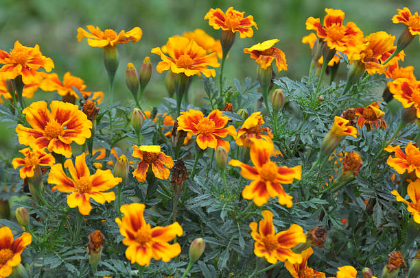 istock Blossom bushes marigold (tagetes) 2218788011