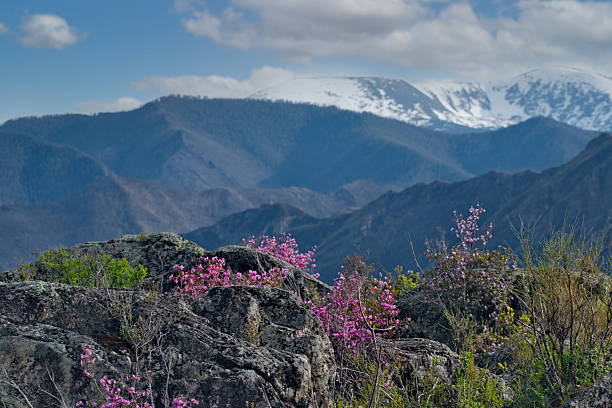 istock Spring colors of Altai 2218788141