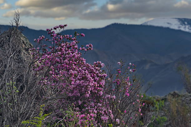 istock Spring colors of Altai 2218788159