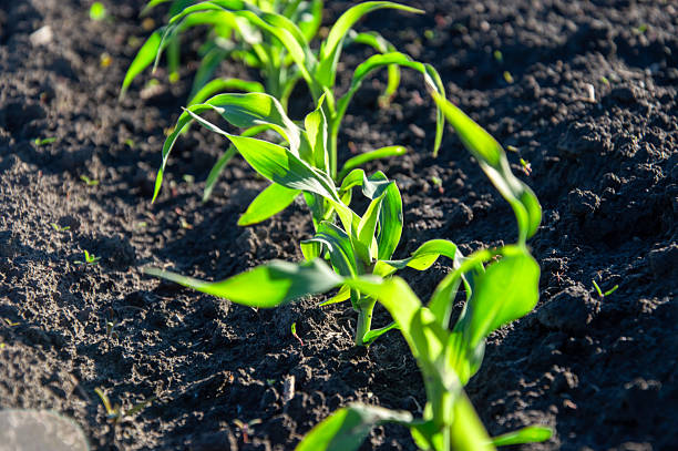 istock Vibrant green corn seedlings thrive in nutrient-rich soil, basking in sunlight, showcasing the beauty of agriculture in a rural area 2218790214