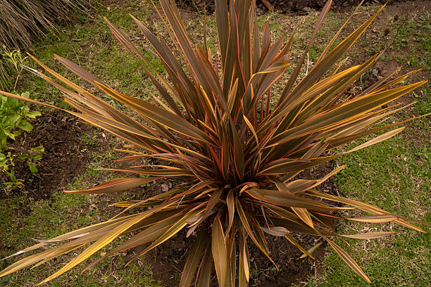 istock Top view of Phormium tenax red leaves 2218791394