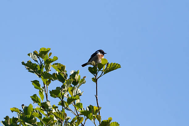 istock European Stonechat Male In Action 2218792590
