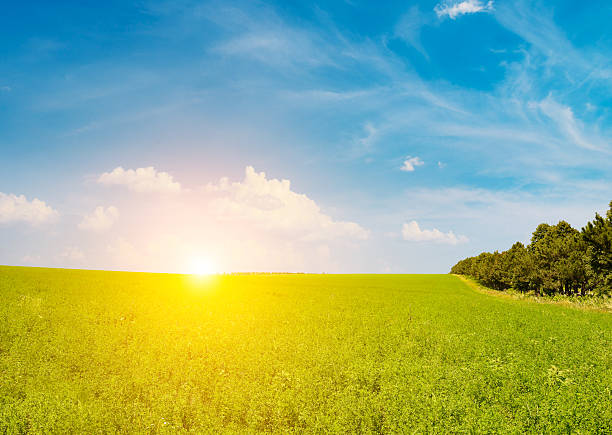 istock Fresh spring clover field and beautiful sunrise 2218792830