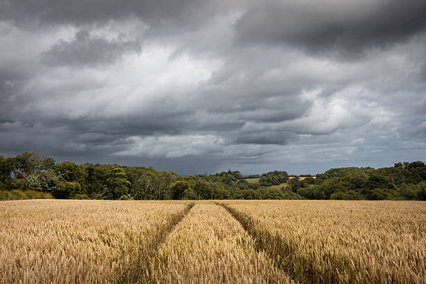 istock Tracks in a cropped filed 2218793103