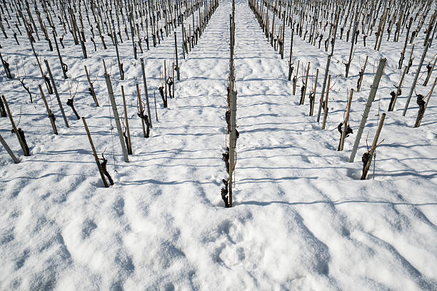 Patterns and textures of snow and vine stems in winter
