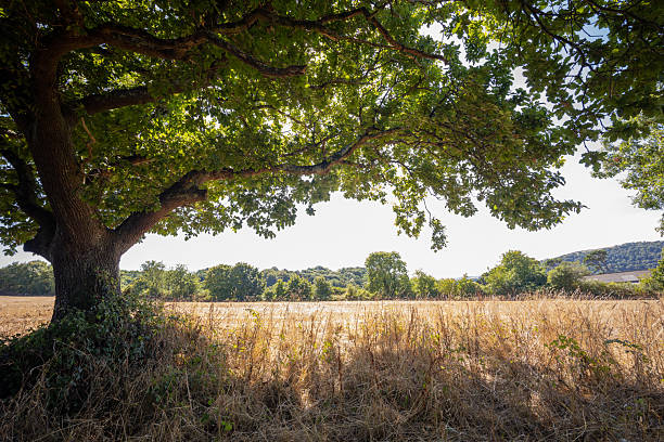 istock The English countryside 2218793861