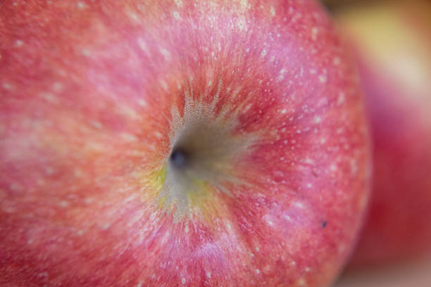 Close-up of a Jonagold apple
