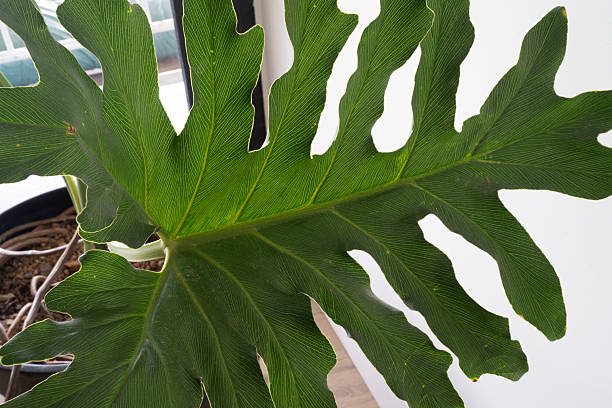 istock Closeup view of a Philodendron bipinnatifidum green leaf underside 2218794185