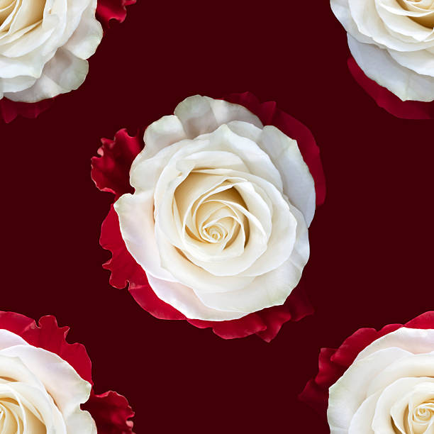 Beautiful white rose flowers. Blooming roses seamless pattern. Floral natural background.