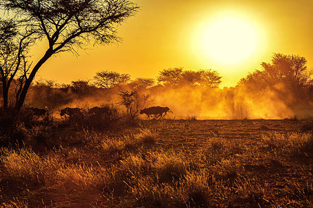 istock Wildebeest Herd at Sunset near Gobanis, on the border with Botswana. Namibia 2218795741