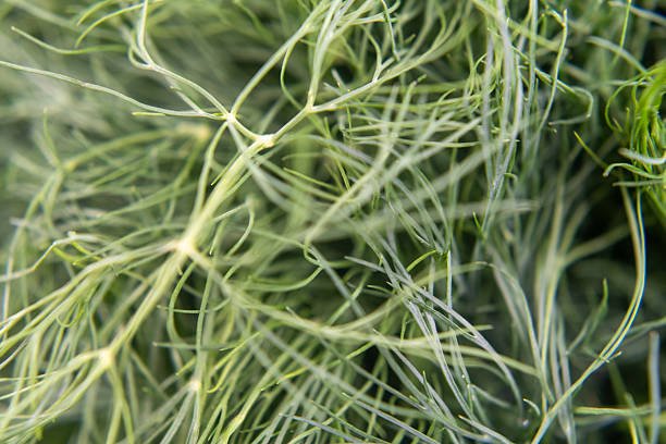 Closeup of dill herb on a market