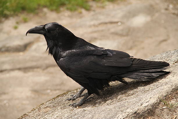 istock Raven Perched on a Rock in a Natural Setting 2218795937