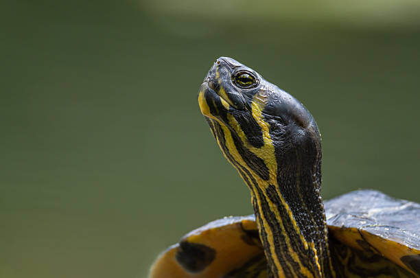 Turtle swimming in a pond