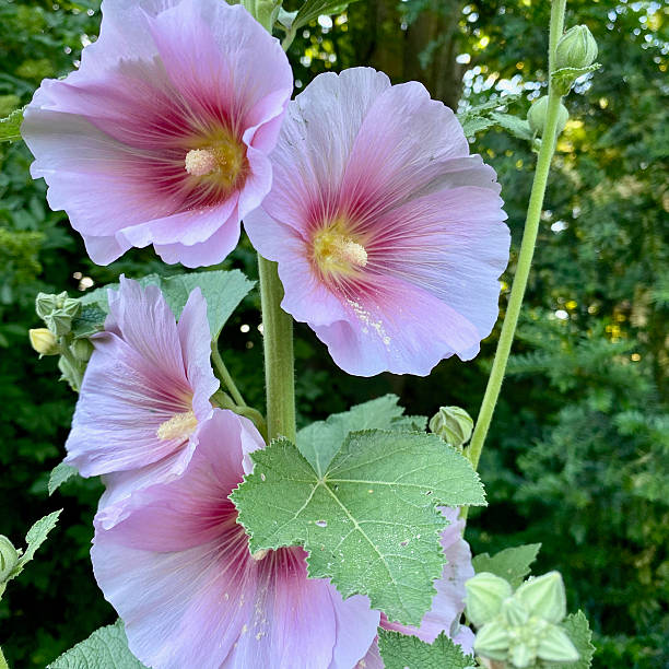 Beautiful pink ale flowers in danish garden