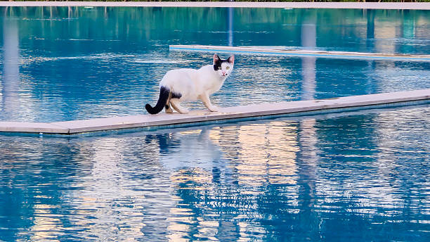 Black and White Cat Walking on Narrow Edge Over Swimming Pool