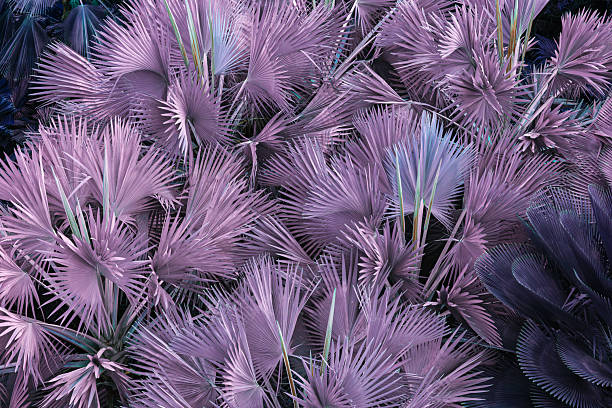 istock Creative tropical background with purple palm leaves, forming a vibrant pattern that evokes exotic mood, fantasy, and modern visual style. 2218799321