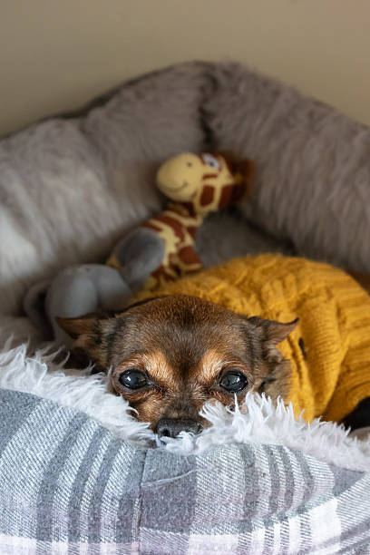 istock Chihuahua in bed 2218799488