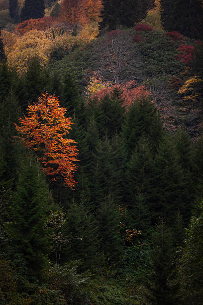 istock Single Orange Tree Among Evergreens – Black Sea Region 2218799640